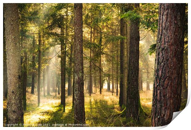 Magical Deep foggy Autumn Forest. Park. Beautiful Scene Misty Old Forest with Sun Rays, Print by Przemek Iciak