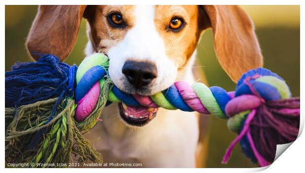 Beagle dog runs in garden towards the camera with colorful toy. Sunny day dog fetching a toy. Print by Przemek Iciak