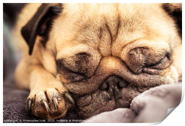 Portrait of a pug dog sleeping. Print by Przemek Iciak