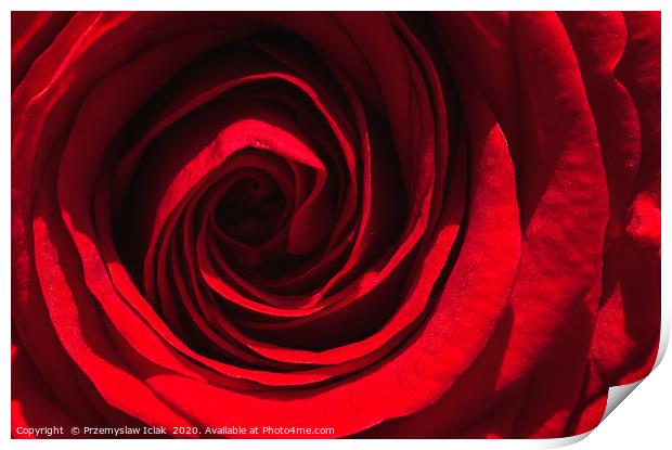 Red rose closeup in sun light Print by Przemek Iciak