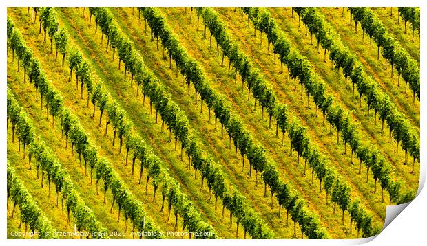 Rows of grape plants in Austria  Print by Przemek Iciak