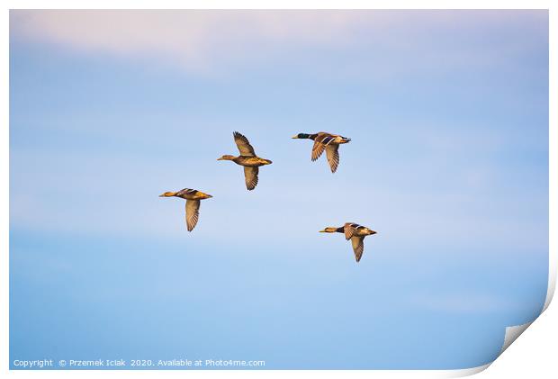 Group of  wild ducks flying against blue sky Print by Przemek Iciak