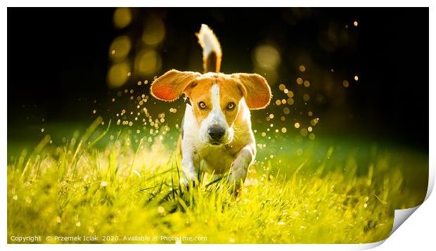 Beagle running fast through wet grass Print by Przemek Iciak