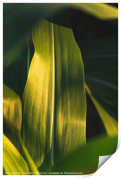 Green growing leaves of maize in a field. Print by Przemek Iciak