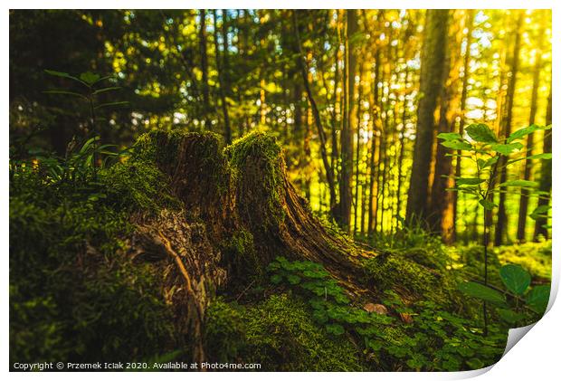 Beautiful green moss on the floor, moss closeup, m Print by Przemek Iciak