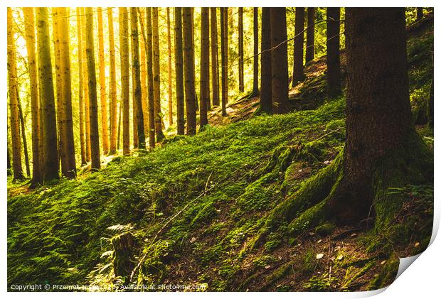Beautiful green forest with sun rays coming through. Print by Przemek Iciak