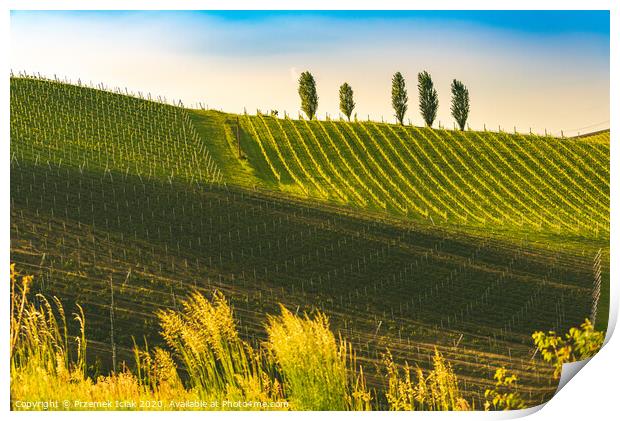 A Beautiful Sunset over a Styrian Vineyard in Austria Print by Przemek Iciak