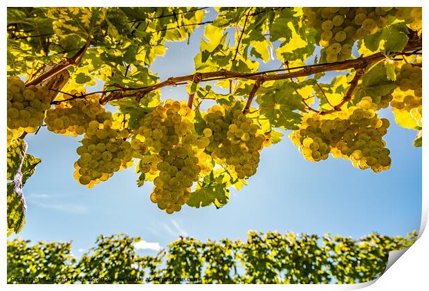 White grapes growing on vine in bright sunshine light. Print by Przemek Iciak