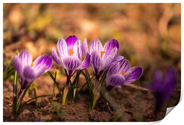 Crocus, plural crocuses or croci is a genus of flowering plants in the iris family. A bunch of crocuses, a meadow full of crocuses,on yellow dry grass Print by Przemek Iciak