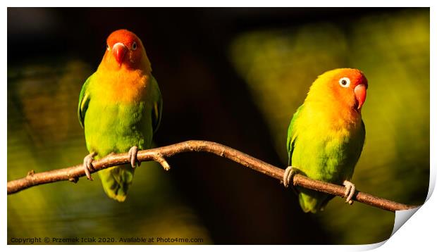Two Beautiful parrots, Sun Conure on tree branch. Print by Przemek Iciak