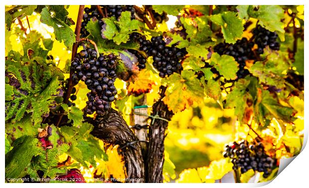 Red grapes on vineyard over bright green background. Background Print by Przemek Iciak