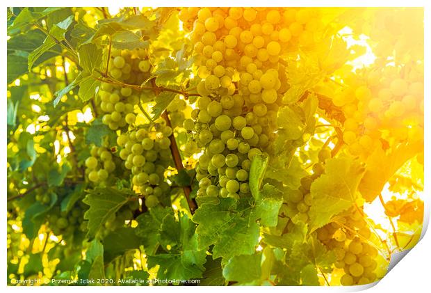 Green grapes on vineyard over bright green background. Sun flare Print by Przemek Iciak