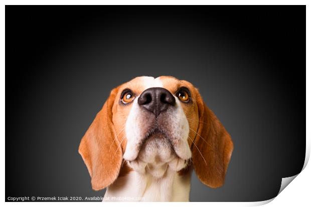 Beautiful beagle dog isolated on black background. Studio shoot. looking up, headshoot portrait Print by Przemek Iciak