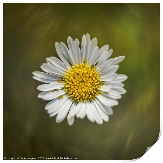 Daisy flower close up Print by Jacky rodgers