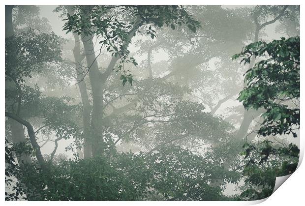 Beautiful landscape shot of a misty forest Print by federico stevanin