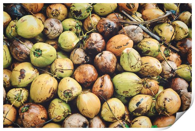 coconuts displayed at the market Print by federico stevanin
