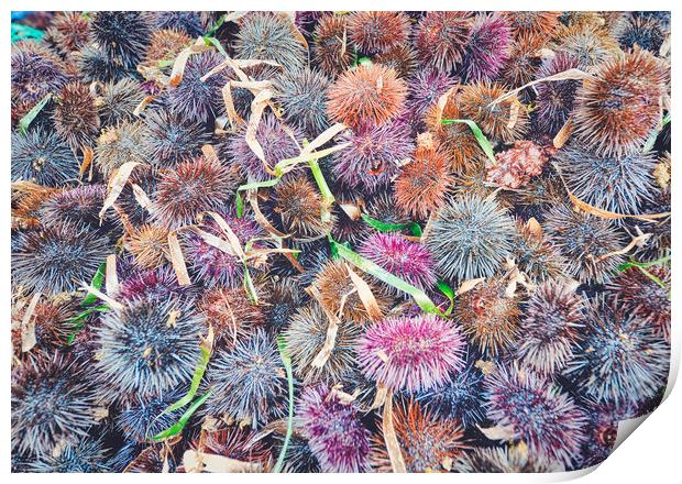 top view of many sea urchins Print by federico stevanin