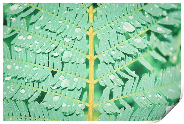 Closeup shot of fern with dew drops Print by federico stevanin