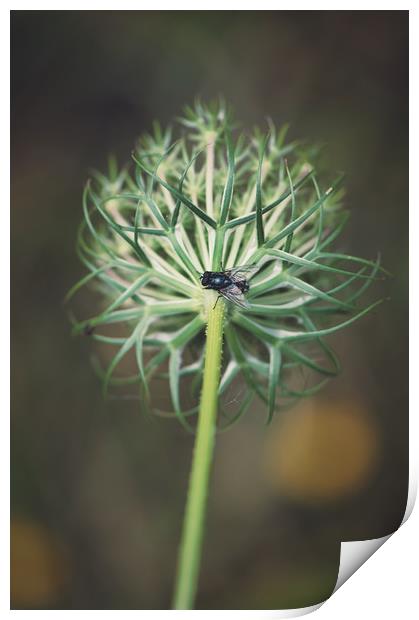 fly on stem of a green Queen Anne's Lace flower Print by federico stevanin