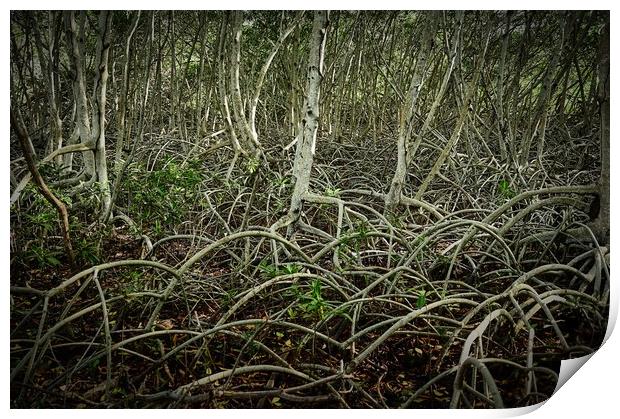 mangrove, shrub or small trees Print by federico stevanin