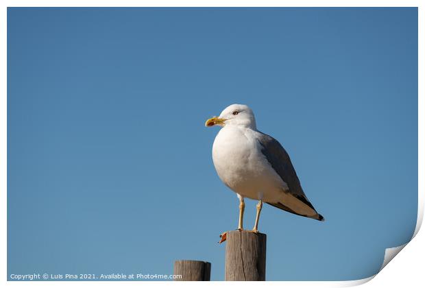 Seagull on a sunny day with a blue sky foreground, in Portugal Print by Luis Pina