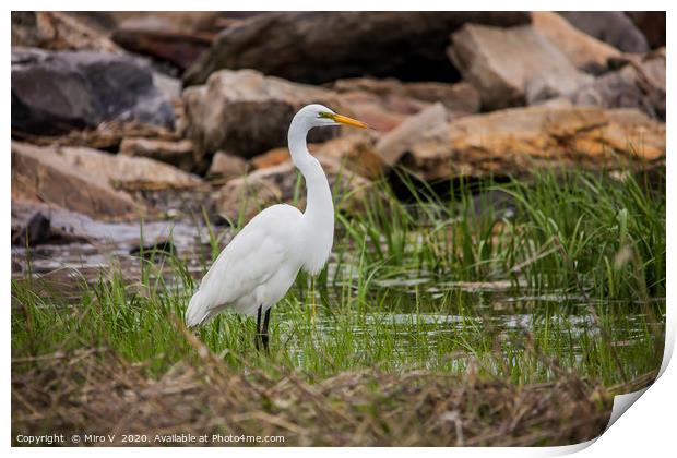 Great egret standing  in ocean water looking for f Print by Miro V