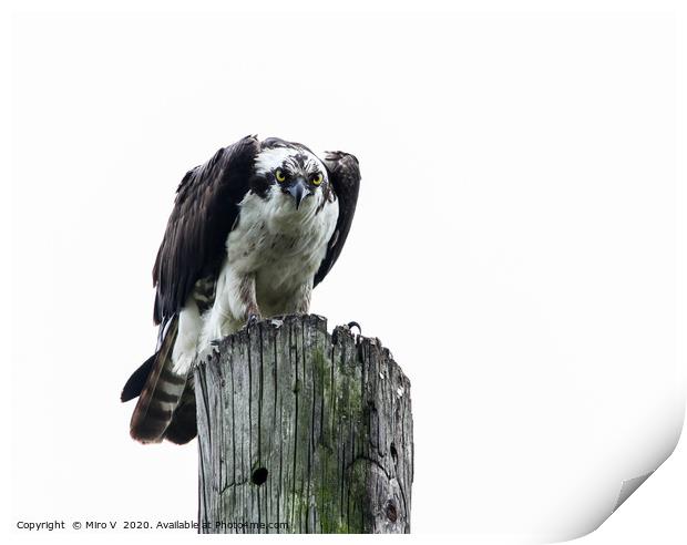 Osprey sitting on utility post with white sky Print by Miro V