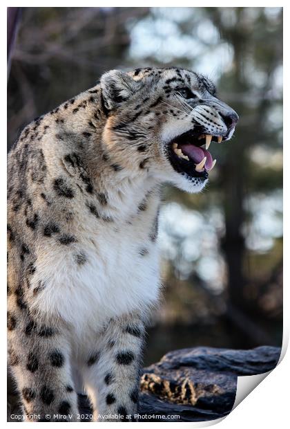 Snow Leopard  Print by Miro V