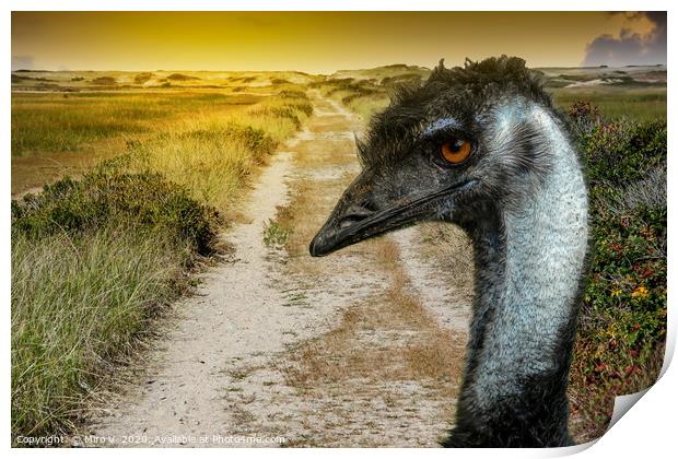 Road to sand dunes with emu Print by Miro V