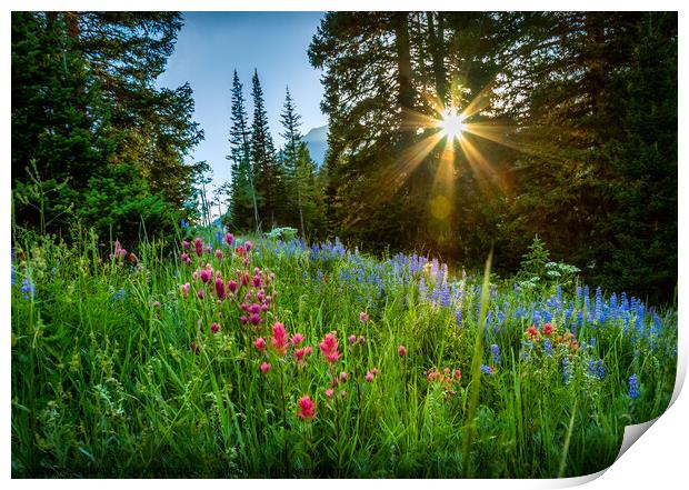 Mountain Wild Flowers at Sunset Print by BRADLEY MORRIS