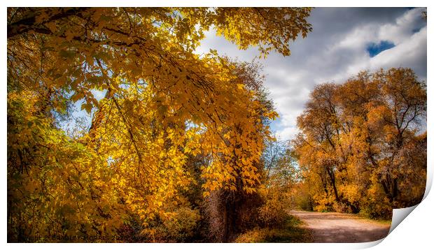 Autumn country road Print by BRADLEY MORRIS