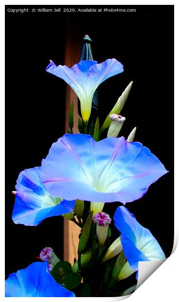 Filtered closeup of Morning Glory Flowers Print by William Jell