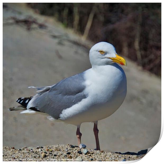 european herring gull on heligoland Print by  Bullysoft