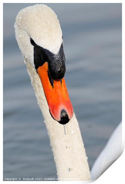 swan Print by  Bullysoft