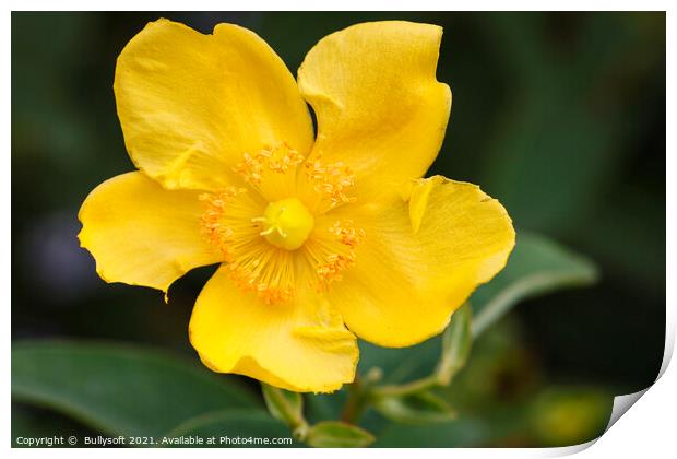 Hypericum Print by  Bullysoft