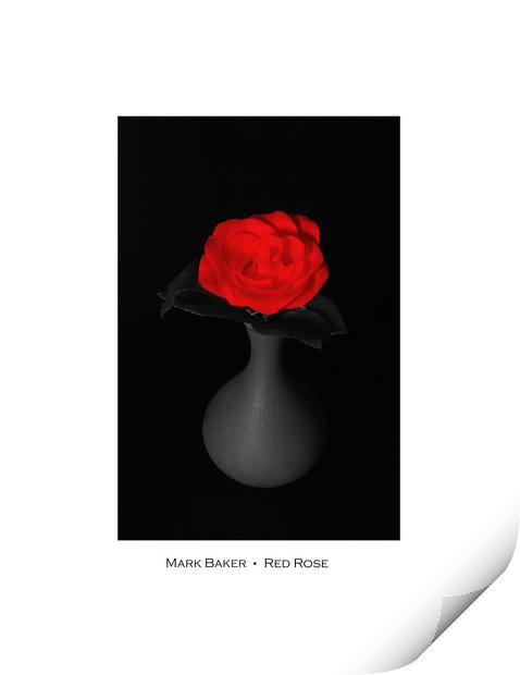  Red Rose. Print by mark baker