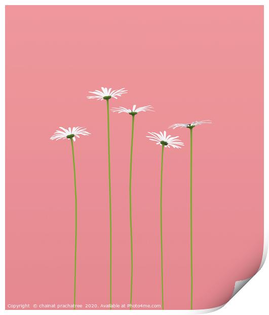 Daisy flower on pastel color background,3d renderi Print by chainat prachatree