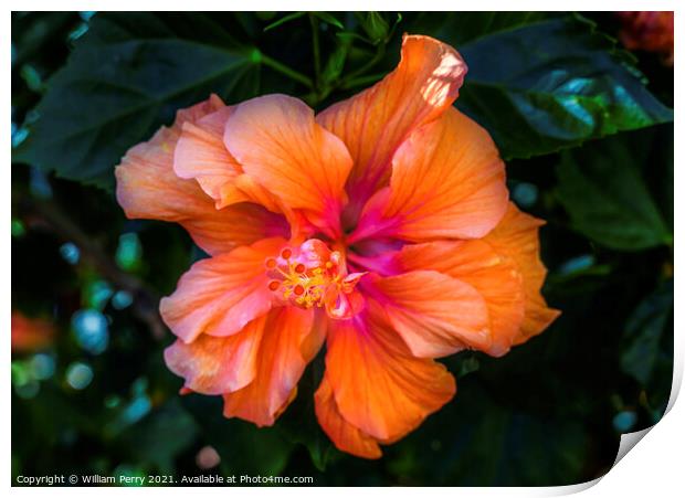 Double Orange Tropical Hibiscus Flower Florida Print by William Perry