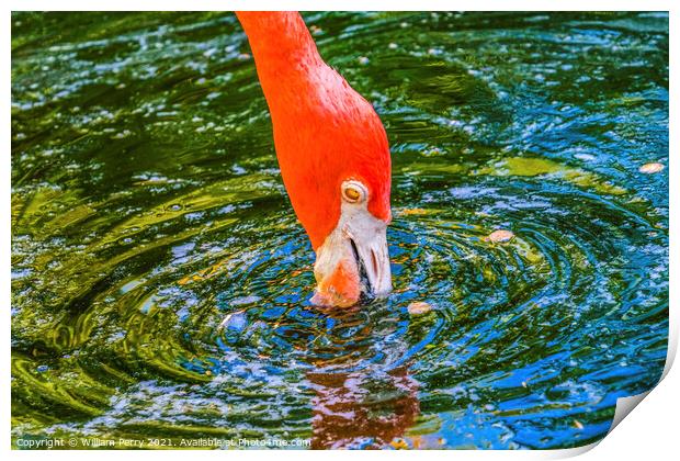 Colorful Orange American Flamingo Reflections Florida Print by William Perry