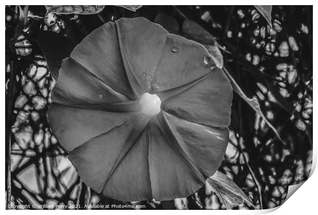 Black White Morning Glory Blossom Blooming Macro Washington Print by William Perry