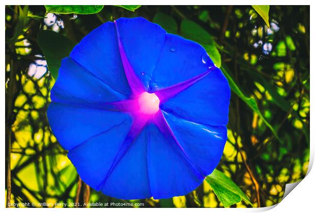Heavenly Blue Morning Glory Blossom Blooming Macro Washington Print by William Perry