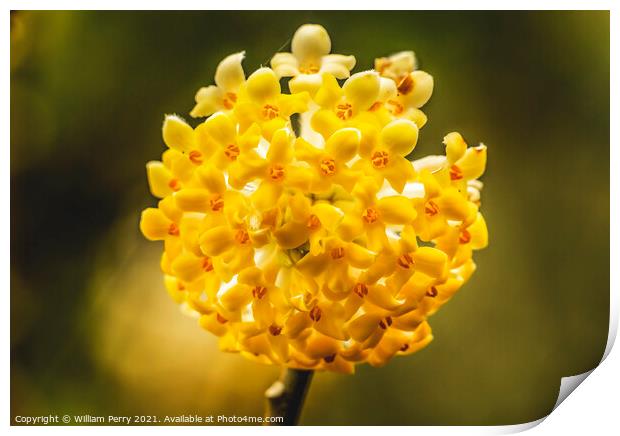 Yellow White Oriental Paperbush Blossoms Blooming Macro Washingt Print by William Perry