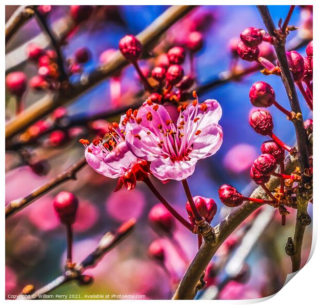 Pink Cherry Plum Blossom Blooming Macro Washington Print by William Perry