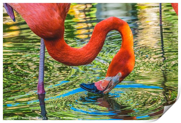 Colorful Orange Pink American Flamingo Reflection Florida Print by William Perry