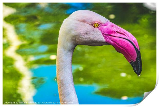 Colorful White Greater Flamingo Reflections Florida Print by William Perry