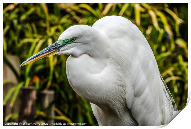 Great White Egret Florida Print by William Perry