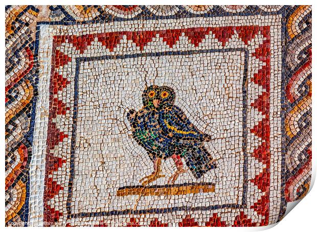 Colorful Ancient Owl Bird Mosaic Italica Roman City Seville Spain Print by William Perry