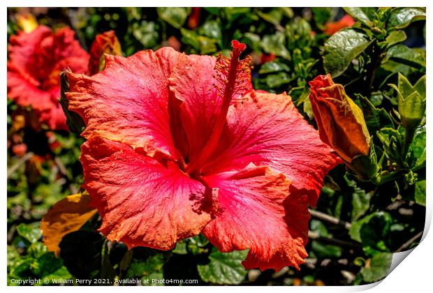 Pink Vista Orange Tropical Hibiscus Flower California Print by William Perry