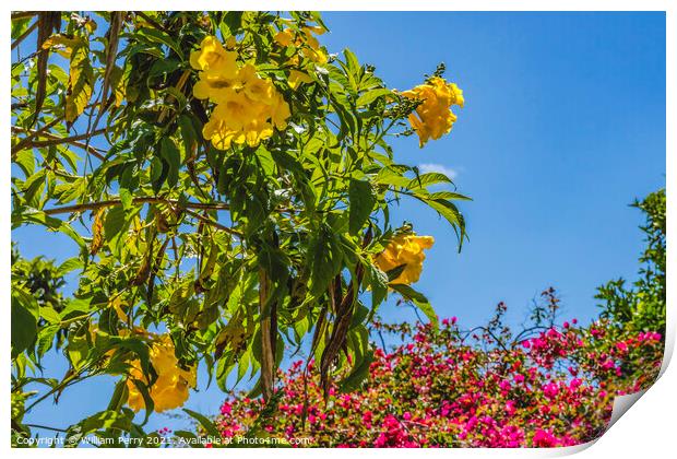 Trumpetbush Pink Bougainvillea Shops Old Town San Diego Californ Print by William Perry