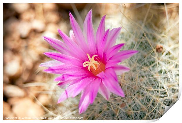 Pink Cactus Flower Sonoran Desert Phoenix Arizona Print by William Perry